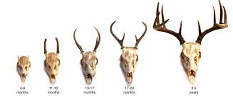 Cool Timeline Of Antler Growth Deer Hunting Tips Hunting
