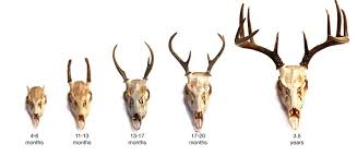 growth how an animals antlers grow deer hunting tips