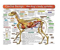 The Dogs Body Systems A Double Sided Uv Protected Laminated Dog Anatomy Chart A Learning And Teaching Chart For Veterinary Science