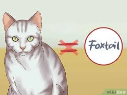 The longer the list the better. How To Make A Warrior Cat Name 13 Steps With Pictures Wikihow Fun