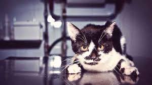 Cat Pain Relief Medications Your Options Petcarerx