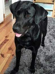 Maybe you would like to learn more about one of these? Awesome Blacklabradorretriever Dog My Awesome Animagus Harrypotter Movies Books London England Uk Awesome Si Labrador Retriever Dog Lab Puppies Puppies