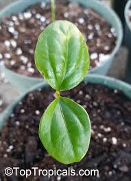 Image result for Drypetes