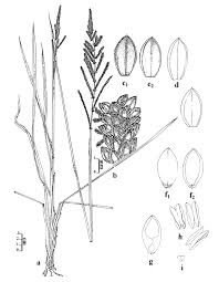 Image result for Paspalum plicatulum