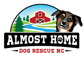 Top keywords % of search traffic. Pets For Adoption At Almost Home Dog Rescue Nc In Cedar Mountain Nc Petfinder