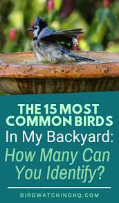 Feeder Bird Identifier By Picture 15 Most Common Birds That Visit My Feeders Id Guide Bird Watching Hq Common Birds Backyard Birds Bird Watching