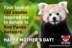 Panda mammal zoo animal cute ailurus fulgens bear cat tierpark hellabrunn predator. Send Mom A Free E Card When You Red Panda Network Facebook