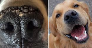 6 Natural Ingredients To Soothe Heal Your Dog S Dry Nose Dry Dog Nose Dog Nose Dry Nose