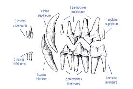 Toutes vos questions sur les dents de lait tous vos soins, source:tousvossoins.fr. Chiens Et Chats Perdent Leurs Dents Causes Conseils