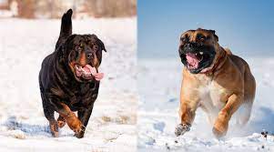 The name boerboel comes afrikaans/dutch words for farmer (boer) and dog (boel), and indeed they were farmers' dogs when they were bred by dutch settlers in south africa starting in the 1600s. Rottweiler Vs Boerboel Breed Differences Similarities