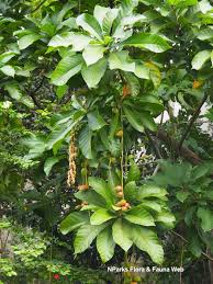 Image result for Barringtonia