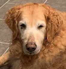 May 17, 2024, Wendy (a 2024 alum) came at the right time. A match made in  heaven. Having lost my two Goldens from cancer within six weeks of each  other a few