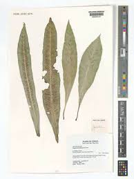 Image result for Asplenium africanum