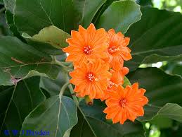 Image result for Cordia millenii