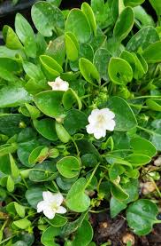 Image result for Falkia