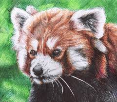 Red Panda Colour Biro Drawing Red Panda Gift Animal Artwork Animal Drawings Animals Artwork Animal Art
