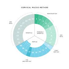 are you paying attention to your cervical fluid