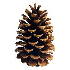 Check spelling or type a new query. Runjung Pinus Bunga Natal Untuk Dekorasi Natal Buy Grosir Kualitas Tinggi Dan Murah Natal Bunga Pohon Cemara Untuk Dekorasi Natal Alam Natal Pine Kerucut Bola Untuk Dekorasi Pintu Indah Kering Kerucut Pinus Untuk
