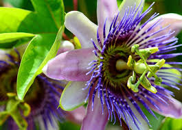 The 29 Most Fascinating Plants In The Amazon Rainforest Tourthetropics Com In 2020 Rainforest Flowers Amazon Flowers Rainforest Plants