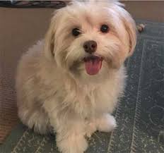 It's also free to list your available puppies and litters on our site. How Much Does A Havanese Dog Cost Is It Worth The Price Tag