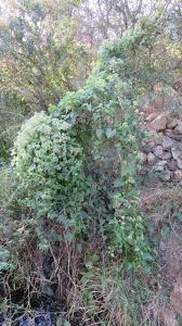 Image result for Geigeria burkei