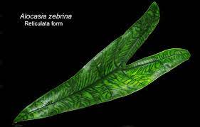 Horticulture came up with the names alocasia reticulata and alocasis tigrina to sell plants. Alocasia Zebrina K Koch Veitch Alocasia Zebrina Reticulata Alocasia Zebrina Alocasia Reticulata Alocasia Zebrina K Koch Veitch Sold As Alocasia Reticulata Form Alocasia Zebrina Reticulata And Alocasia Tigrina Superba Alocasia