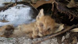 Antalya Da Yine Kedi Cinayeti Islendi Ukala Hayvan