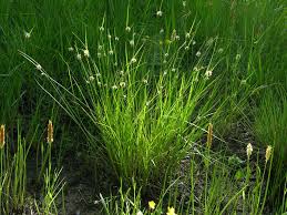 Image result for Carex sp.no.1