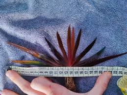 Image result for Xyris schliebenii