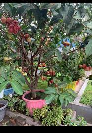 Pisang merupakan tanaman buah khas dari wilayah tropis. Tren Budi Daya Hortikultura Meningkat Saat Pandemi Covid 19 Republika Online