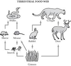 Topic Blog Megan Mooney Animal Coloring Books Topics Food Web Game