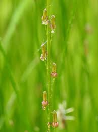 Image result for Juncaginaceae