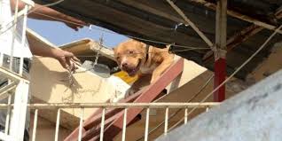 Adana Da Pitbull Operasyonu Biri Sahipli Iki Kopege El Koyuldu