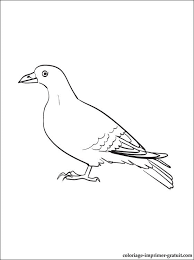 coloriage a dessiner de pigeon imprimer fille contour