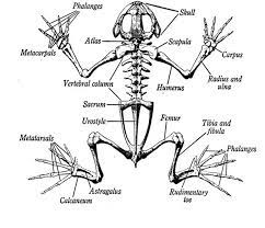 The bone in vinegar should be brought along with logs to the pot boiler near the odd old man. A Diagram Of The Skeleton Of A Frog Looking At How A Frogs Bone Structure Is Made Up And What Bones Contribute To Ev Skeleton Anatomy Animal Skeletons Anatomy