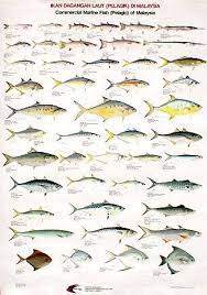 Hal itu juga didukung oleh. Kenali Jenis Jenis Ikan Di San Peng Team Fishing Facebook