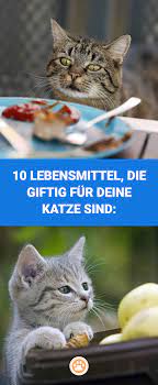 pin auf ratgeber fur katzen wissenswertes tipps und tricks ernahrung