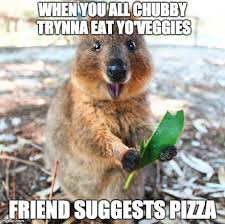 30 Of Today S Freshest Pics And Memes Cute Animals Happy Animals Quokka
