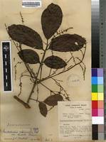 Image result for Pseudospondias