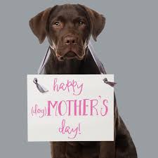 The little hatchling is determined to find his mother even after meeting a kitten a hen a dog and a snort. Amazon Com Happy Mother S Day Sign For Dog Owner Puppy Mom Pet Mama Alternative Handmade