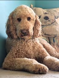 Hi everyone, this is Hank. He was born in Houston, Texas where we adopted  him at 8 months old. Since then Hank has had the most amazing life and has  travelled extensively