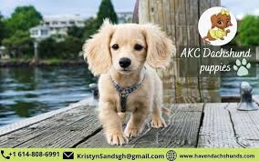 Akc registered puppies available today. Akc Dachshund Puppies For Sale Picture Of Austin Texas Tripadvisor