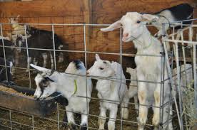 Care For Goats With Scours Business Agupdate Com