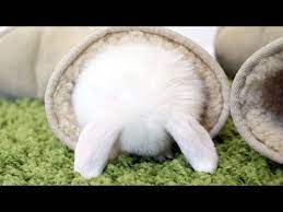 Baby Bunnies Doing The Cutest Things Ever Youtube Baby Bunnies Cute Baby Bunnies Bunny