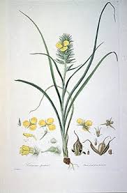 Image result for Triceratella drummondii