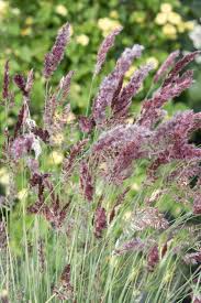 Image result for Melinis nerviglumis