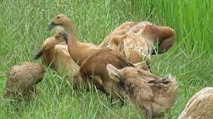 • sekiranya kemarau yang berpanjangan berlaku, perubahan dalam ekosistem seperti ini akan mengganggu keseimbangan antara populasi yang ada di sawah padi. Bebek Di Tepi Sawah Youtube