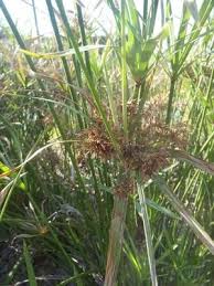 Image result for Cyperus deciduus