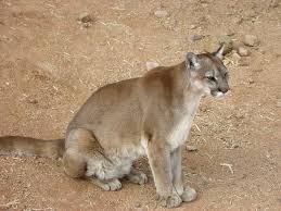 We did not find results for: What Are The Differences Between Mountain Lions Pumas Jaguars And Panthers Quora