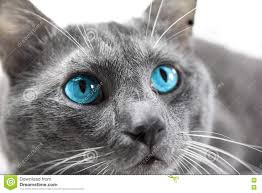Les yeux bleus se rencontrent chez les chats siamois, persans, javanais, ragdoll, turcs, himalayens, birman et tonkinois, ainsi que dans plusieurs autres races. Chat Gris Yeux Bleu Grand Chat De Race